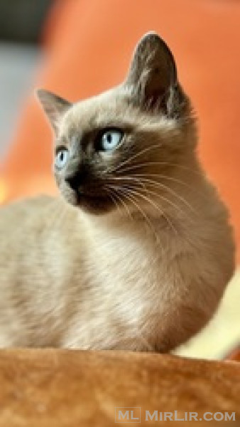 Bluepoint Siamese.