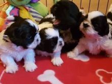 Qenushët Shih tzu g