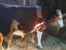 Shiten bikat vendo simentall bikat jon rreth 500 kg