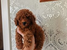 Toy Poodle