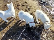 Shiten kelysh Akita - 4 ngjyra te ndryshme