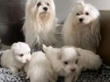 Adorable Maltese puppies