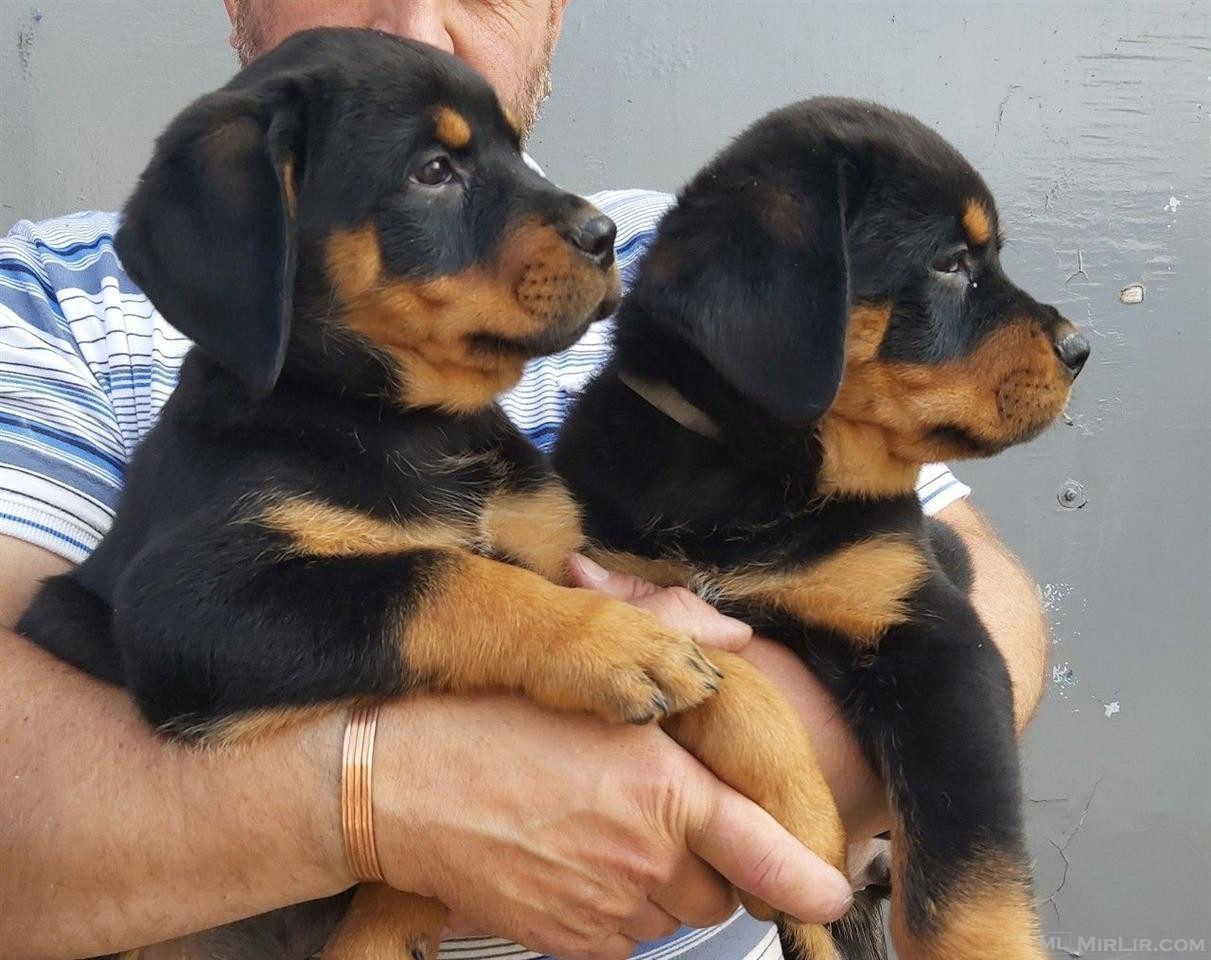 Këlyshë Rottweiler