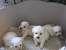 Këlyshë Bichon Frise