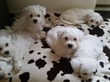 Këlyshë Bichon Frise