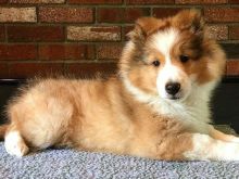 Këlyshë Shetland Sheepdog
