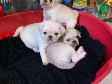 Këlyshët Pug