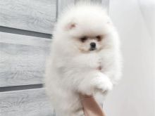 Pomeranian boo