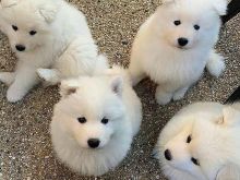 Këlyshë Samoyed
