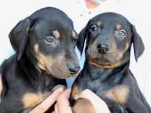 Këlyshët Doberman
