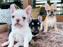 Këlyshët e racës AKC French Bulldog