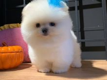 Pomeranian boo
