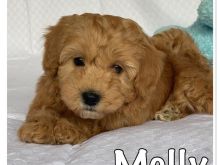Këlyshët Havanese