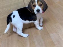 Këlyshët Beagle