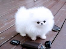 Këlyshë Pomeranian