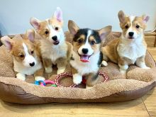 Këlyshë Pembroke Welsh Corgi Pembroke