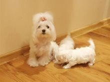 Këlyshët Maltese