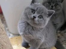 British shorthair kittens