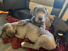 Këlyshët e racës Great Dane.