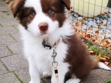 Qenushët Border Collie