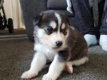 Qenushët Siberian Husky