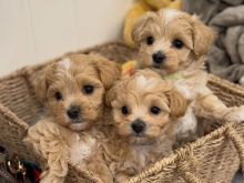 Hermosos cachorros Maltipoo disponibles 