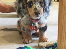 Këlyshë miniaturë dachshund 