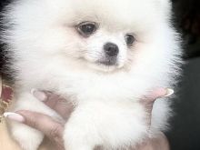 Këlyshë Pomeranian në dispozicion