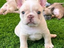 Këlyshë bulldogësh francezë 