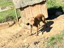 Cfit pitbullash 2 vjec