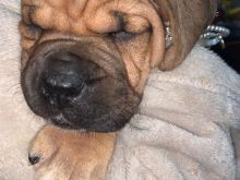 Këlyshët Bullmastiff