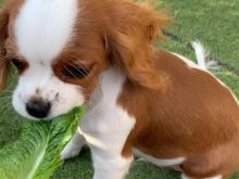 Këlyshët Cavalier King Charles Spaniel