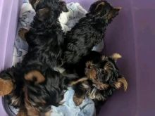 Këlyshë Yorkshire terrier 