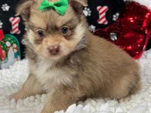 Pomeranian puppy