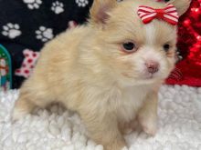 Pomeranian puppy