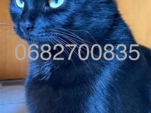 Shitet Mace Black Turkish Angora