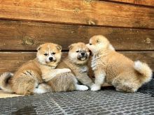 AKITA INU