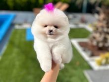 Pomeranian boo