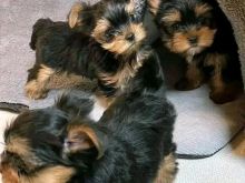 Këlyshë të Jorkshajës për adoptim