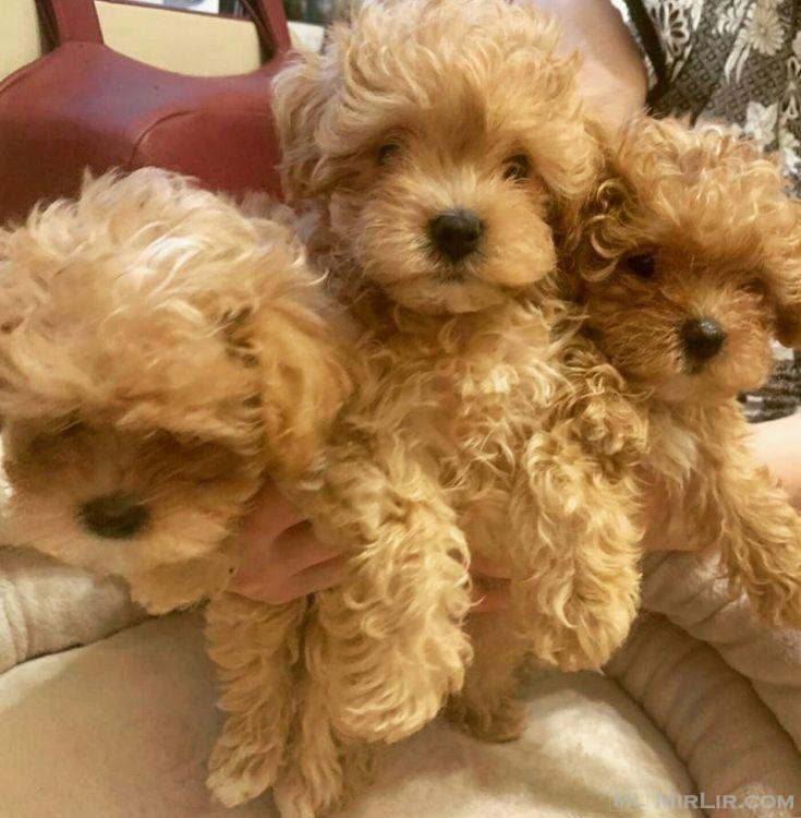 Këlyshët Maltipoo