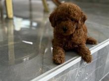 Toy Poodle