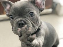 Këlyshë bulldogësh francezë