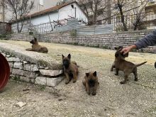 Malinois Belg 100% i paster