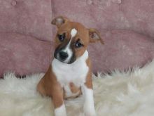 Këlyshë të racës American Staffordshire Terrier