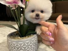 Pomeranian boo