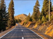 56 Ari Truall për Shitje në Hajlë të Koshutanit ,Rugovë Pejë