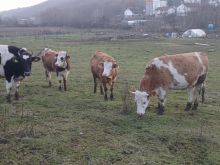 Shiten vjeta femra BIO 9–13 muaj – Llaush Skenderaj