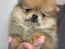 Pomeranian puppy