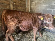 Viq ne shitje