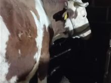 Shitet bio